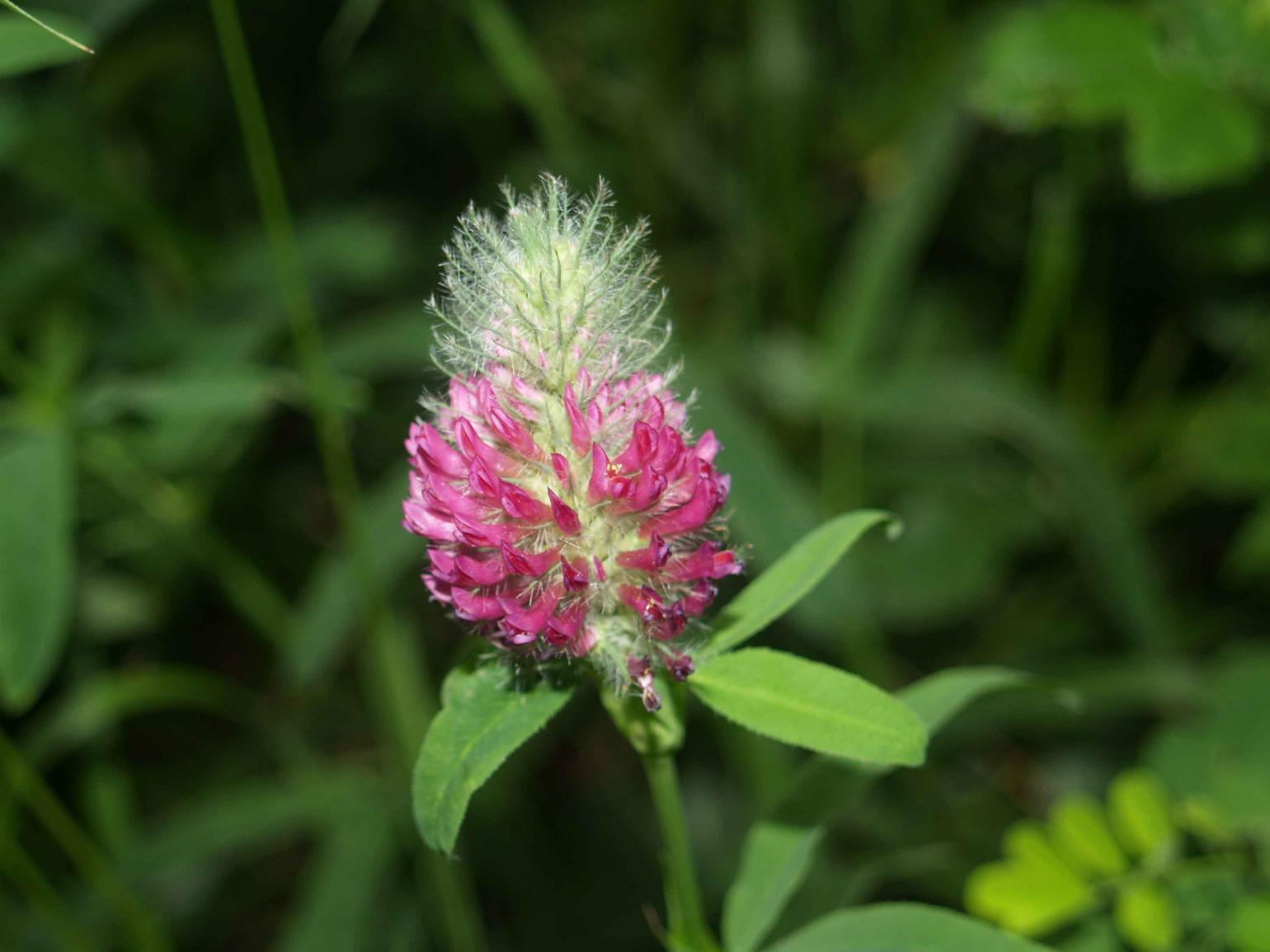 Clover, Ornamental